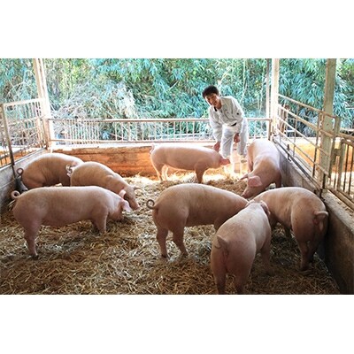【2024年9月上旬発送】豚肉切り落とし1.5kg!諫早平野の米で育てた諫美豚(かんびとん)