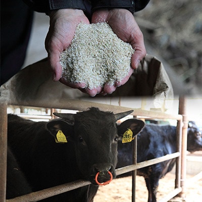 【毎月定期便】長崎県産諫美牛切り落とし 500g(250g×2)全12回