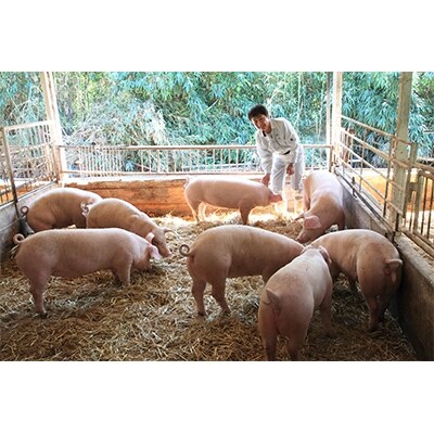 2021年5月発送開始『定期便』豚肉切り落とし2.1kg!諫早平野の米で育てた諫美豚全3回