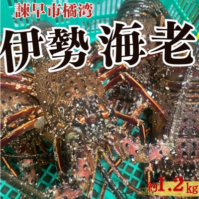 諫早市橘湾産  伊勢海老 約1.2kg(2尾～3尾)