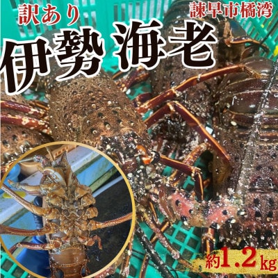 諫早市橘湾産【訳アリ】家庭用 伊勢海老 約1.2kg(2尾～3尾)