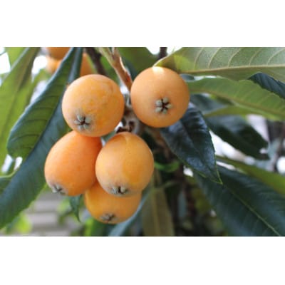 茂木びわゼリー　12個入り