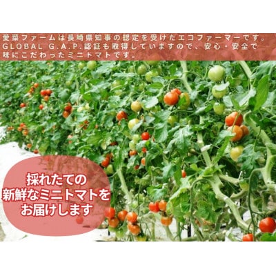 愛果菜ミニトマト～rich～2セット
