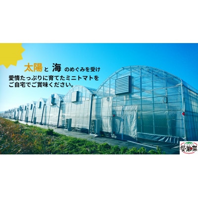 愛果菜ミニトマト～rich～2セット