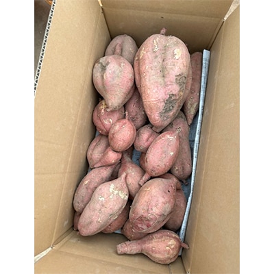 【訳あり】栽培期間中農薬不使用さつまいも「安納芋」 10kg
