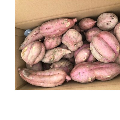 【訳あり】栽培期間中農薬不使用さつまいも「安納芋」 10kg