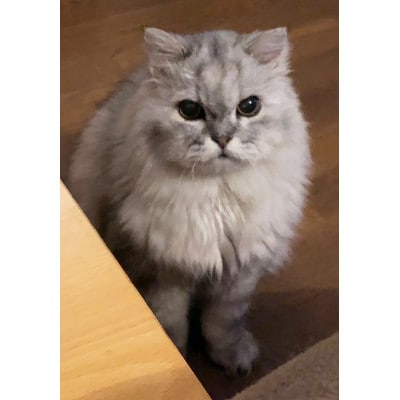 福を呼ぶ　福ちゃん招き猫