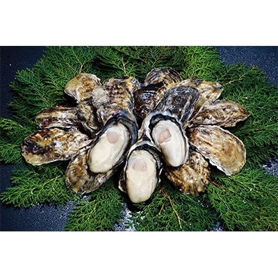 長崎県諫早市 小長井牡蠣 殻付きカキ 3kg カキナイフ 軍手付き お礼品詳細 ふるさと納税なら さとふる 長崎県諫早市 小長井牡蠣 殻付きカキ 3kg カキナイフ 軍手付き お礼品詳細 ふるさと納税なら さとふる