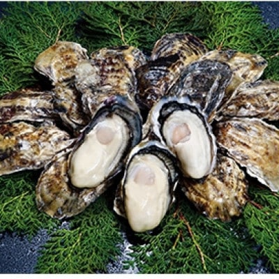 長崎県諫早市　小長井牡蠣(殻付きカキ)約3kg　カキナイフ付き