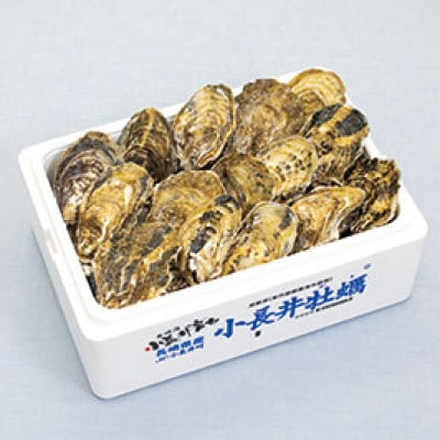 長崎県諫早市　小長井牡蠣(殻付きカキ)約3kg　カキナイフ付き