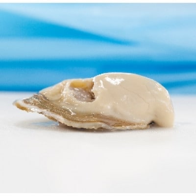 「かき日本一決定戦」グランプリ受賞　諫早市小長井牡蠣華漣(殻付きカキ)20個入りカキナイフ付き