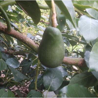 長崎県諫早産アボカドと伊木力みかんのセット