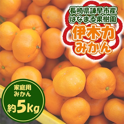 【先行予約】《伊木力みかん》家庭用みかん(5kg)