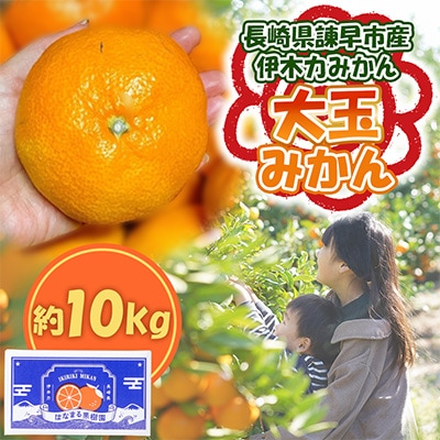 【先行予約】《伊木力みかん》大玉みかん(10kg)