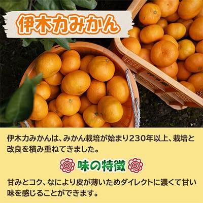 【先行予約】《伊木力みかん》大玉みかん(10kg)