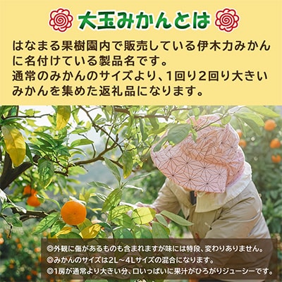 【先行予約】《伊木力みかん》大玉みかん(10kg)