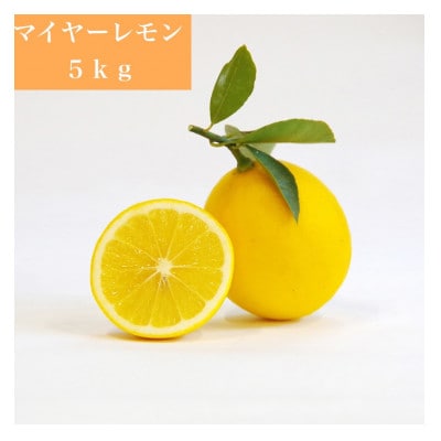 《長崎産》マイヤーレモン(5kg)