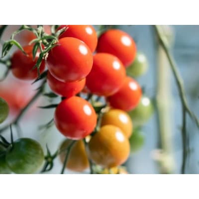 プチッと弾ける果汁　上質「プレ宮トマトゴールド」1kg×2箱　計2kg