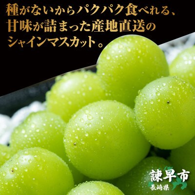 【先行受付】長崎県産シャインマスカット 1.3kg