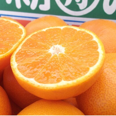 伊木力みかんギフト箱(20～30玉)