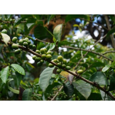 自家焙煎スペシャルティコーヒーおまかせセット　スタンダード(豆のまま)2袋