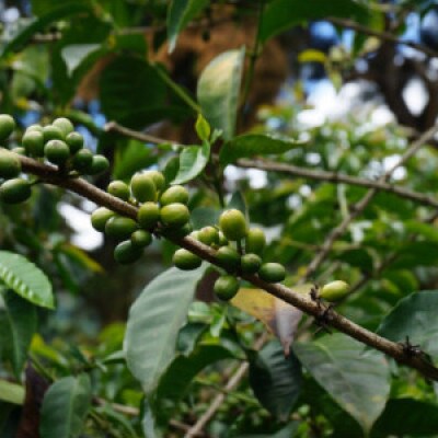 【のし付き】自家焙煎スペシャルティコーヒーおまかせセット　ハイグレード(中挽き)