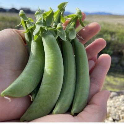朝採れ新鮮!【すじ無し】おのんすなっぷえんどう 200g×5袋