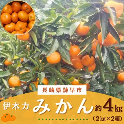 【森山果樹園】伊木力みかん 計4kg　(約2kg×2箱)
