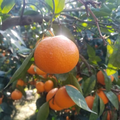 【森山果樹園】伊木力みかん 計4kg　(約2kg×2箱)