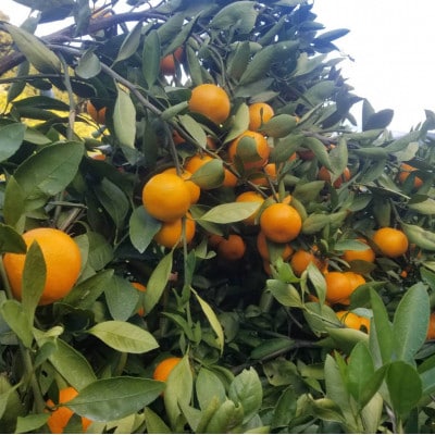 【森山果樹園】伊木力みかん 計4kg　(約2kg×2箱)