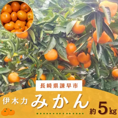 フルーツソムリエが選んだ伊木力みかん 約5kg