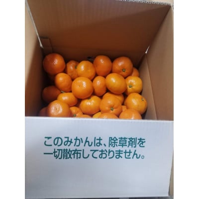 フルーツソムリエが選んだ伊木力みかん 約5kg