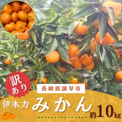 訳あり【森山果樹園】伊木力みかん 約10kg