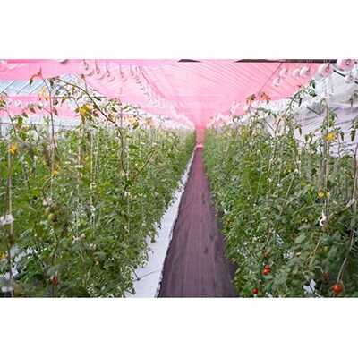 【リモージュ農園】白蜜トマトのハート箱300g×2個セット
