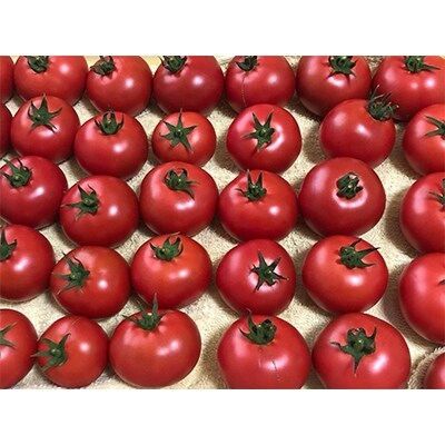 リモージュ農園 黒蜜トマト 箱 2 3kg お礼品詳細 ふるさと納税なら さとふる