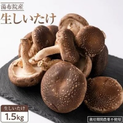 全国3位の湯布院産菌床生しいたけ　A・B品(2L/L)　1.5kg
