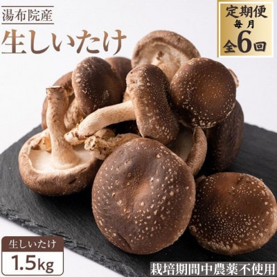 【毎月定期便】全国3位の湯布院産菌床生しいたけ　A・B品(2L/L)　1.5kg全6回