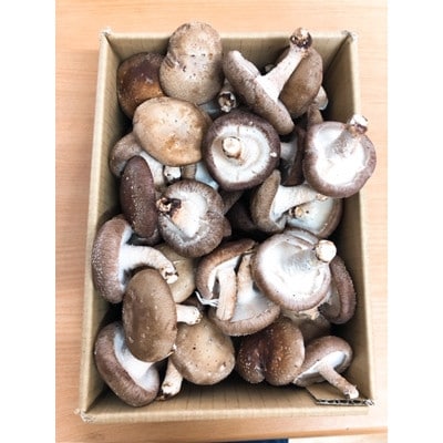 【毎月定期便】全国3位の湯布院産菌床生しいたけ　A・B品(2L/L)　1.5kg全6回