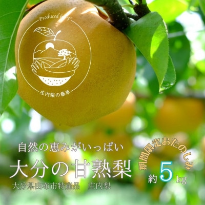 約5kg庄内梨　期間限定☆お楽しみ　樹上完熟☆農家直送　庄内梨の藤原　大分由布市特産品