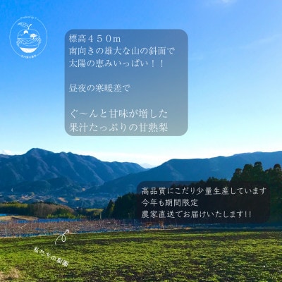 約5kg庄内梨　期間限定☆お楽しみ　樹上完熟☆農家直送　庄内梨の藤原　大分由布市特産品