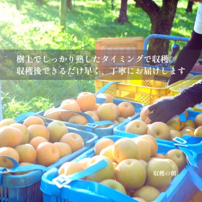 【晴れ箱】由布市産 庄内梨 約5kg|旬のおまかせ便・樹上完熟・農家直送・期間限定|庄内梨の藤原