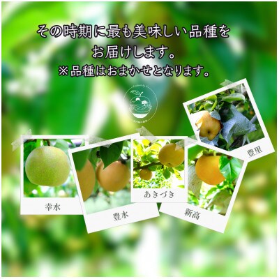 【晴れ箱】由布市産 庄内梨 約5kg|旬のおまかせ便・樹上完熟・農家直送・期間限定|庄内梨の藤原