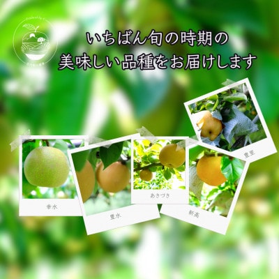 約3kg庄内梨　期間限定☆お楽しみ　樹上完熟☆農家直送　庄内梨の藤原　大分由布市特産品