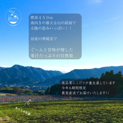 約3kg庄内梨　期間限定☆お楽しみ　樹上完熟☆農家直送　庄内梨の藤原　大分由布市特産品
