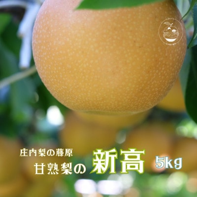 新高5kg  旬の甘熟梨　自然の恵みいっぱい　期間限定　農家直送　庄内梨の藤原 由布市特産品