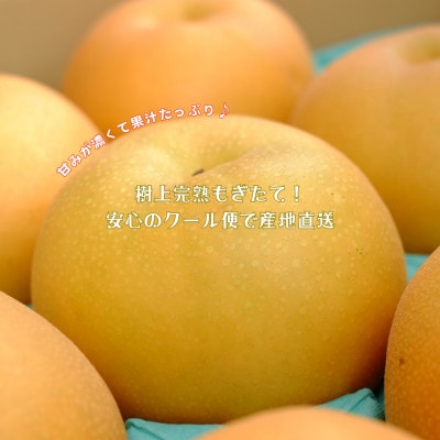 新高5kg  旬の甘熟梨　自然の恵みいっぱい　期間限定　農家直送　庄内梨の藤原 由布市特産品
