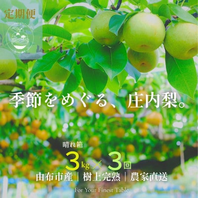 【発送月固定定期便】季節をめぐる庄内梨 |8・9・10月|樹上完熟・農家直送全3回