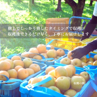 【発送月固定定期便】季節をめぐる庄内梨 |8・9・10月|樹上完熟・農家直送全3回