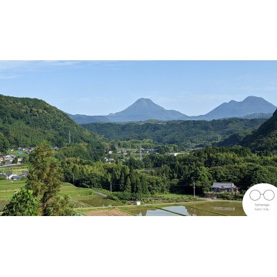 【大分県由布市】由布岳を眺める棚田育ちの甘柿『上西早生』約5kg