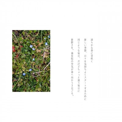 湯布院　MIKATA KO-HA(香葉)のリードディフューザーNo.05 清芽